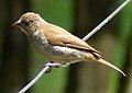 Adult in Kenya