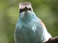 Racquet-tailed Roller