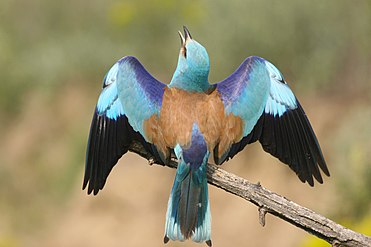 מבט אחורי על כנפיו הצבעוניות של הכחל המצוי