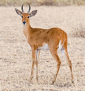 Chango (Redunca redunca)