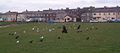 Birds on the grass in the car park leading on to the 'little shore'