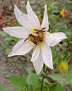 Abeille géante (Apis dorsata).