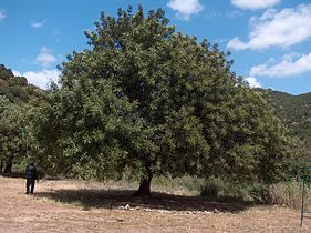 Alfarrobeira Ceratonia siliqua