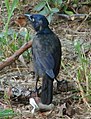 Common Grackle