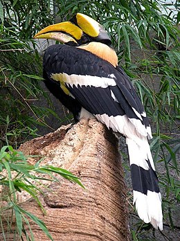 Nagy szarvascsőrűmadár (Buceros bicornis)