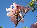 Handroanthus heptaphyllus