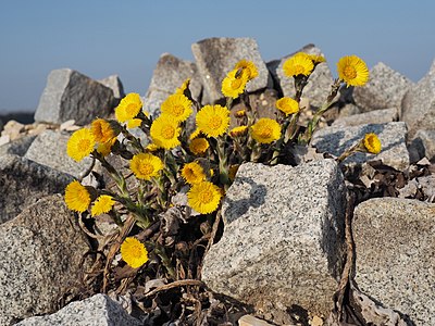 Tussilago farfara (Coltsfoot)