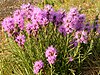 The dotted gayfeather (Liatris punctata)