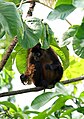 Nicaraguan spider monkey