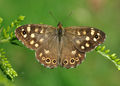 * Nomination Speckled Wood. --Quartl 09:24, 14 August 2010 (UTC) * Promotion --ComputerHotline 09:51, 14 August 2010 (UTC)