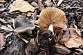 Pluteus cinereofuscus