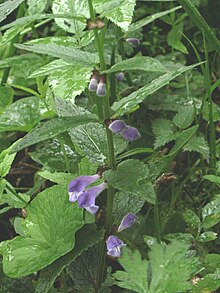 Harilik tihashein Scutellaria galericulata