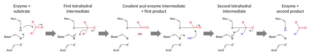 Catalytic triad