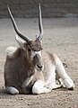 Addax