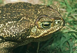 Rhinella schneideri