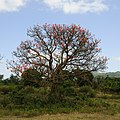 Erythrina abyssinica