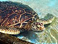 Green Sea Turtle