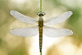 Großer Blaupfeil (Orthetrum cancellatum) im Naturschutzgebiet Gülper See