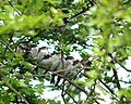 Familia do subespecie Aegithalos caudatus rosacaeus de les islles britániques