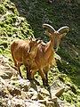 Mouflons à manchettes, au zoo de Jurques, Basse-Normandie, France.