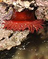 Actinia equina