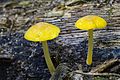 Pluteus chrysophaeus