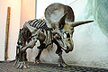 Triceratops