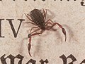 A Pseudoscorpion, on a printed page