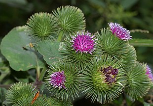 Glat Burre (Arctium lappa)