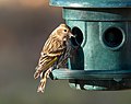 * Nomination Pine siskin at a feeder in Green-Wood Cemetery --Rhododendrites 17:46, 25 November 2020 (UTC) * Promotion  Support Good quality. --Sandro Halank 12:45, 26 November 2020 (UTC)