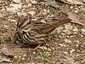 Song Sparrow