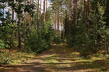 Tallskog.