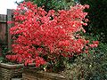 Habitus und Blätter im Herbst