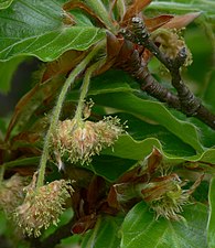 Flores masculinas (izq.) y femeninas (der.)