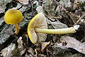 Pluteus leoninus