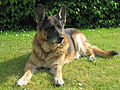 A twelve-year-old female German Shepherd