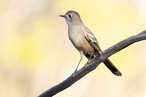 Southern Scrub-Robi