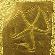 Fossile du somastéroïde (Stuertzia leptosoma).