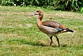 * Nomination Juvenile Egyptian Goose. --Quartl 20:18, 31 July 2010 (UTC) * Promotion a little bit oversharpened? (not shure) QI --Mbdortmund 20:35, 31 July 2010 (UTC) Indeed, sharpening now reduced. --Quartl 20:44, 31 July 2010 (UTC)