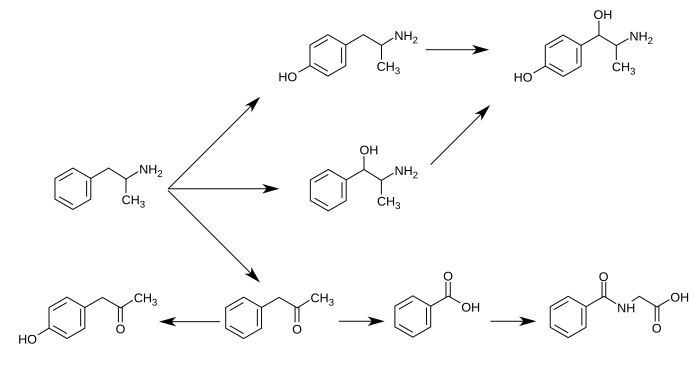 Graphic of several routes of amphetamine metabolism