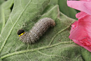 Larva