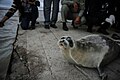 Caspian seal