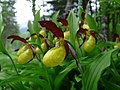 * Nomination lady's-slipper orchid. --Manuguf 13:34, 7 August 2010 (UTC) * Decline The flower in front is too blurry, also the sky is overexposed. --Quartl 06:53, 9 August 2010 (UTC)