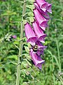 ジギタリス Digitalis purpurea