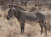 Grevy zebra