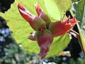 Plody lísky největší (Corylus maxima)