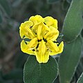 Phlomis cretica