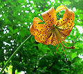 Lilium superbum