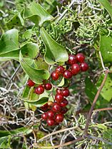 Stracciabraghe Smilax aspera