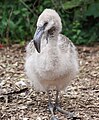 Chilean Flamingo